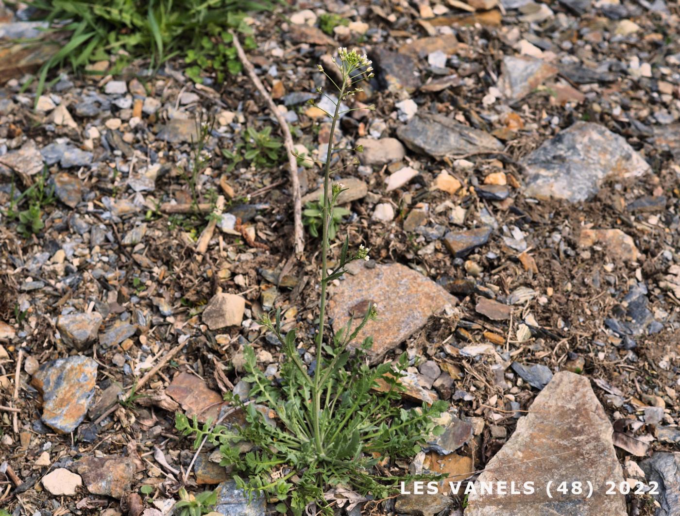 Shepherd's Purse plant